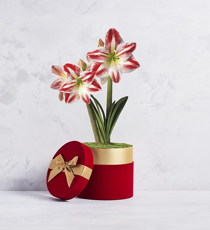 Candy Cane Amaryllis Single
